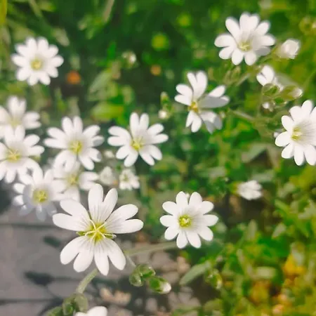 Chalupa Rabstejn Nad Strelou Villa