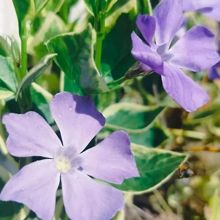 Villa Chalupa Rabstejn Nad Strelou